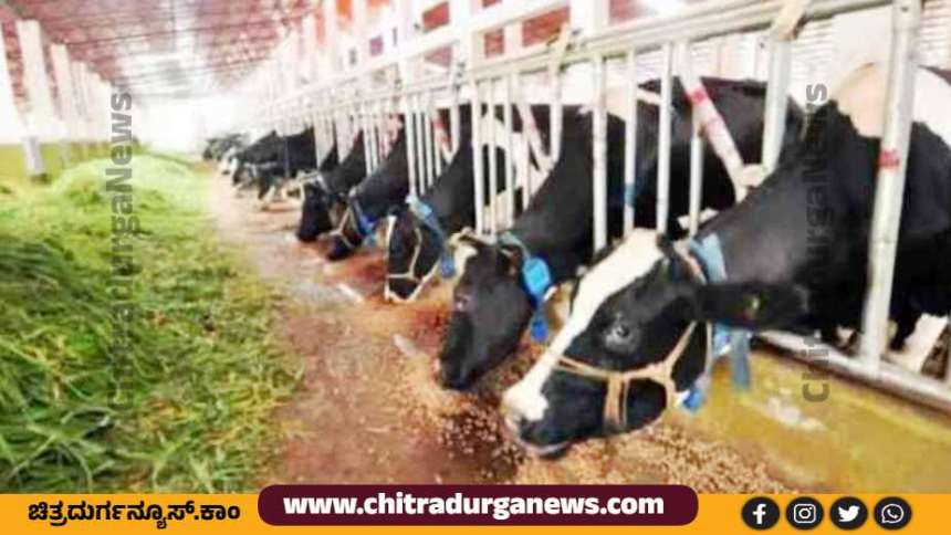 ರೈತರಿಗೆ ವೈಜ್ಞಾನಿಕ ಹೈನುಗಾರಿಕೆ ಸಾಕಾಣಿಕೆ ತರಬೇತಿ